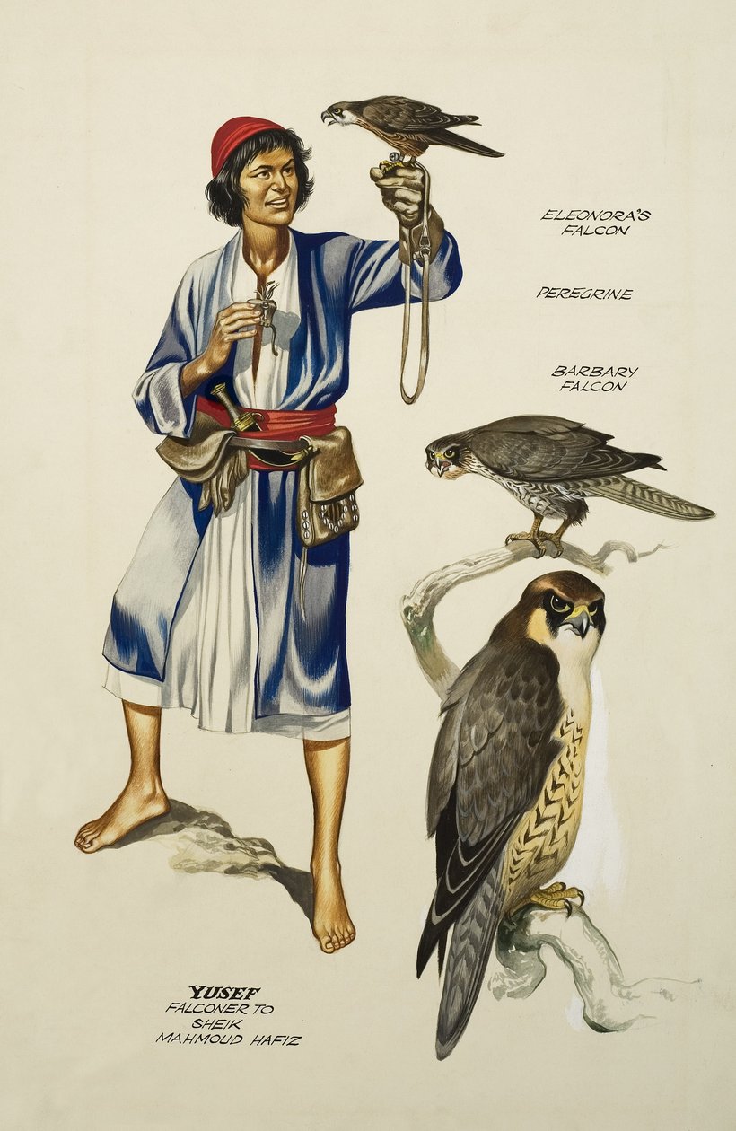 Yusef, Falconer Mahmoud Hafiz sejknek (gouache, papír) alkotó: Ron Embleton