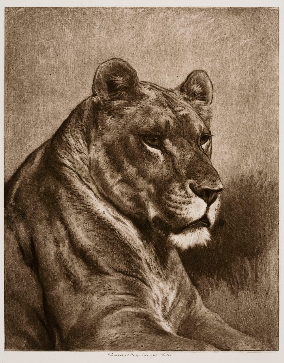 Nőstény oroszlán alkotó: Rosa Bonheur