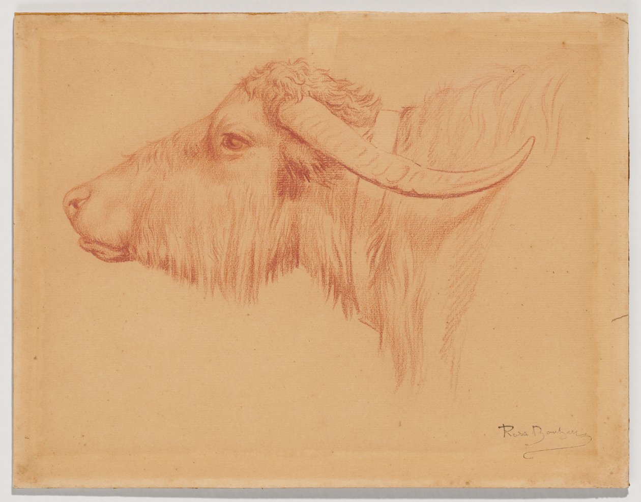 Vízibivaly alkotó: Rosa Bonheur
