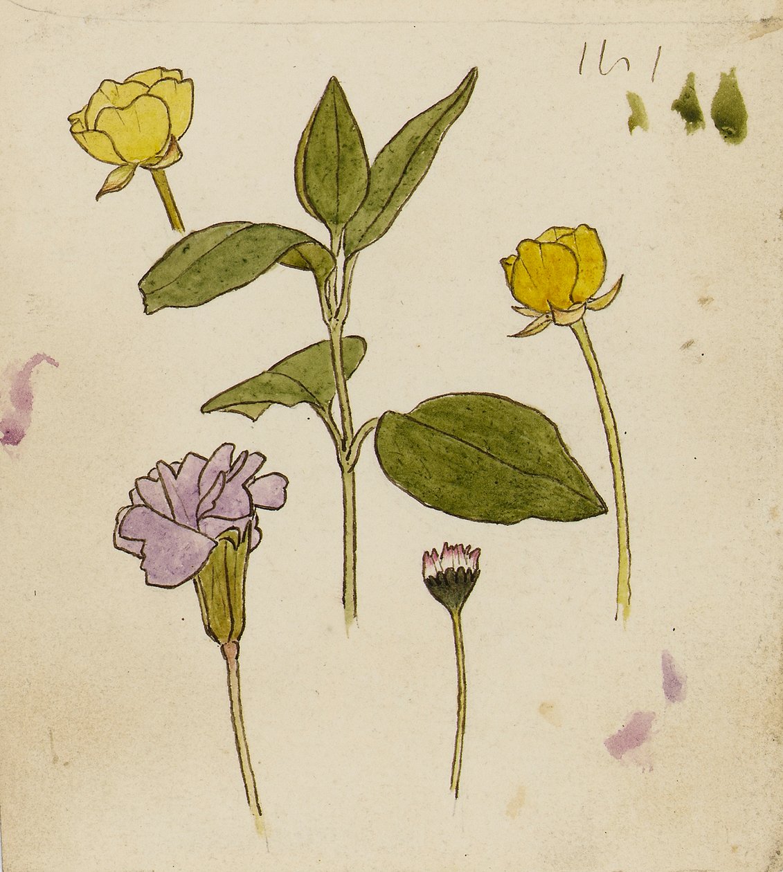Virágok tanulmányozása - boglárka és margaréta alkotó: Rosa Brett