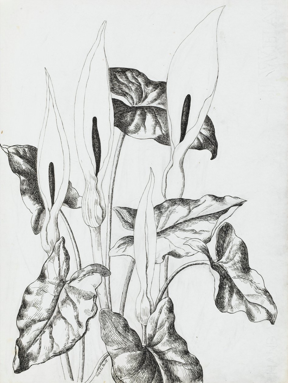 Arum Liliomok alkotó: Rosalie Brill