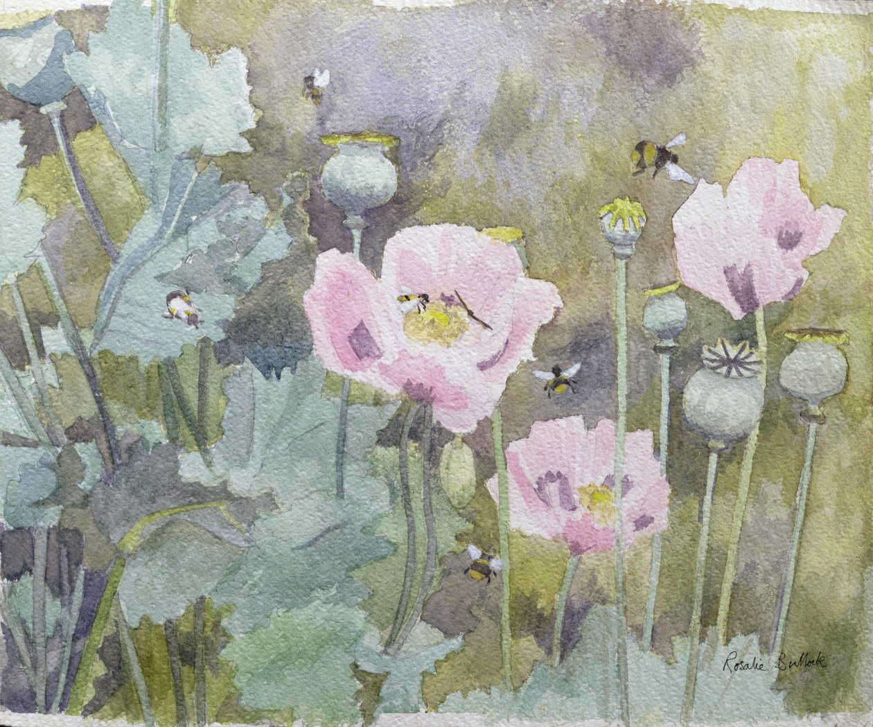 Rózsaszín mák méhekkel (wc) alkotó: Rosalie Bullock