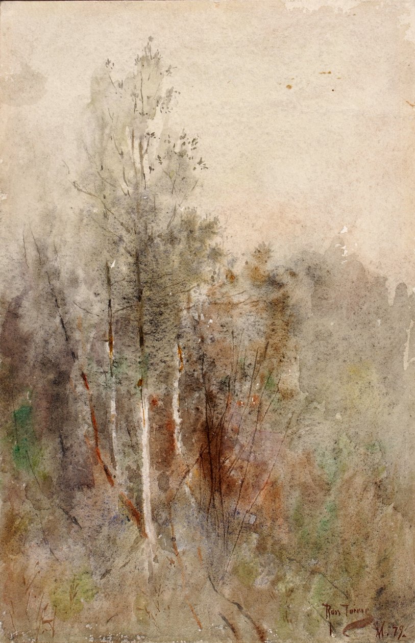Egy fatanulmány, 1879. alkotó: Ross Turner