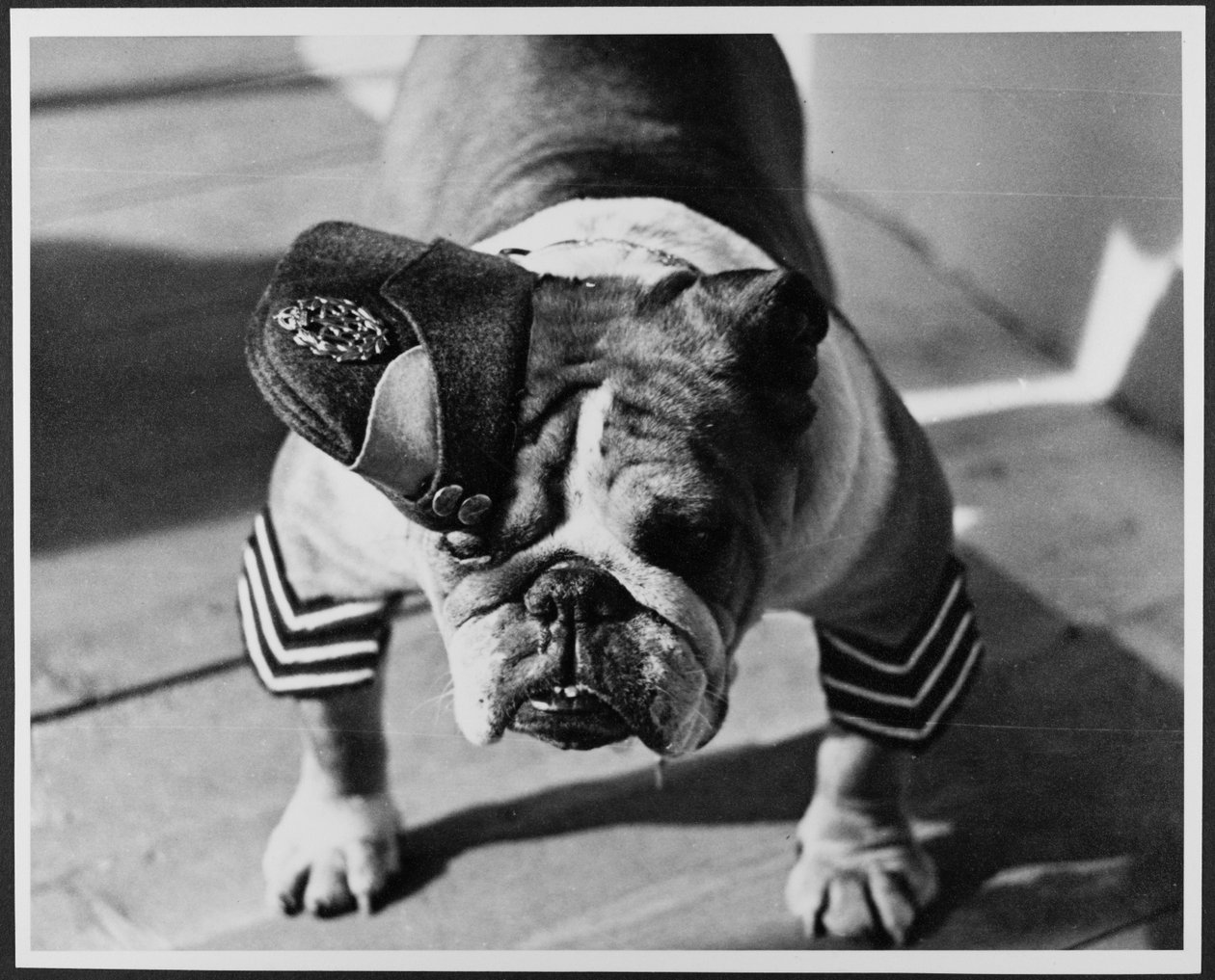 Egy Bulldog RAF egyenruhában, Pinewood Studios alkotó: Royal Air Force Film Production Unit