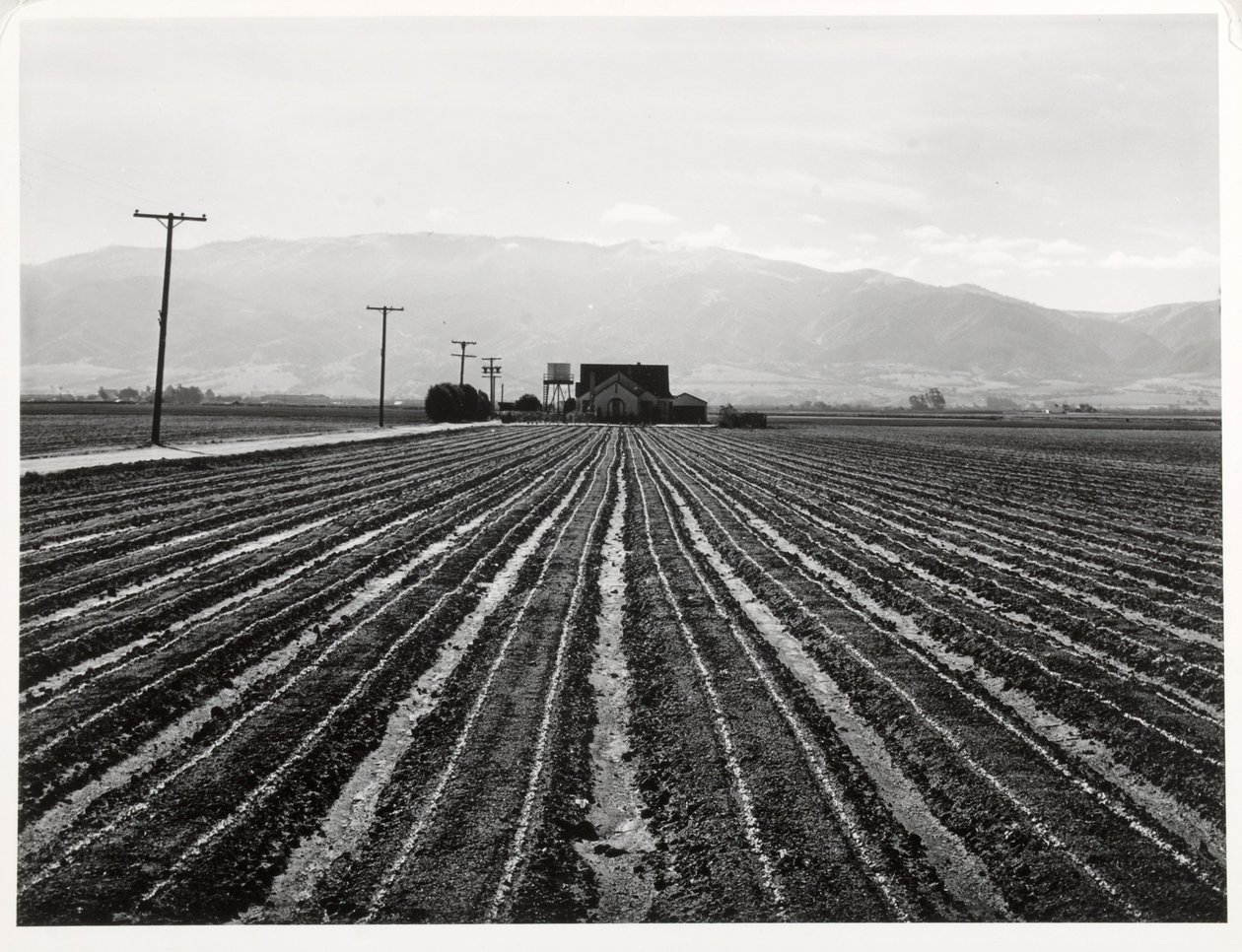 Young Lettuce, Salinas, California alkotó: Russell Lee
