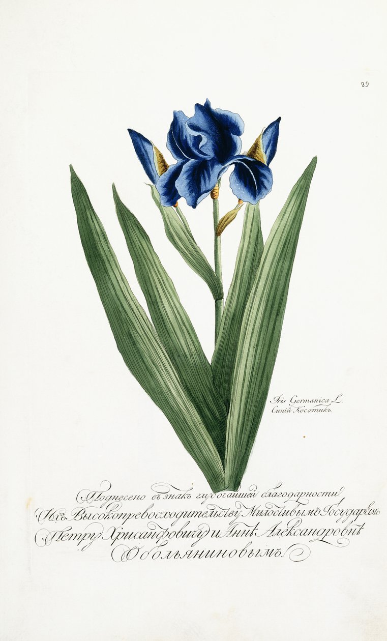 Iris Germanica, 1797-1803 alkotó: Russian School