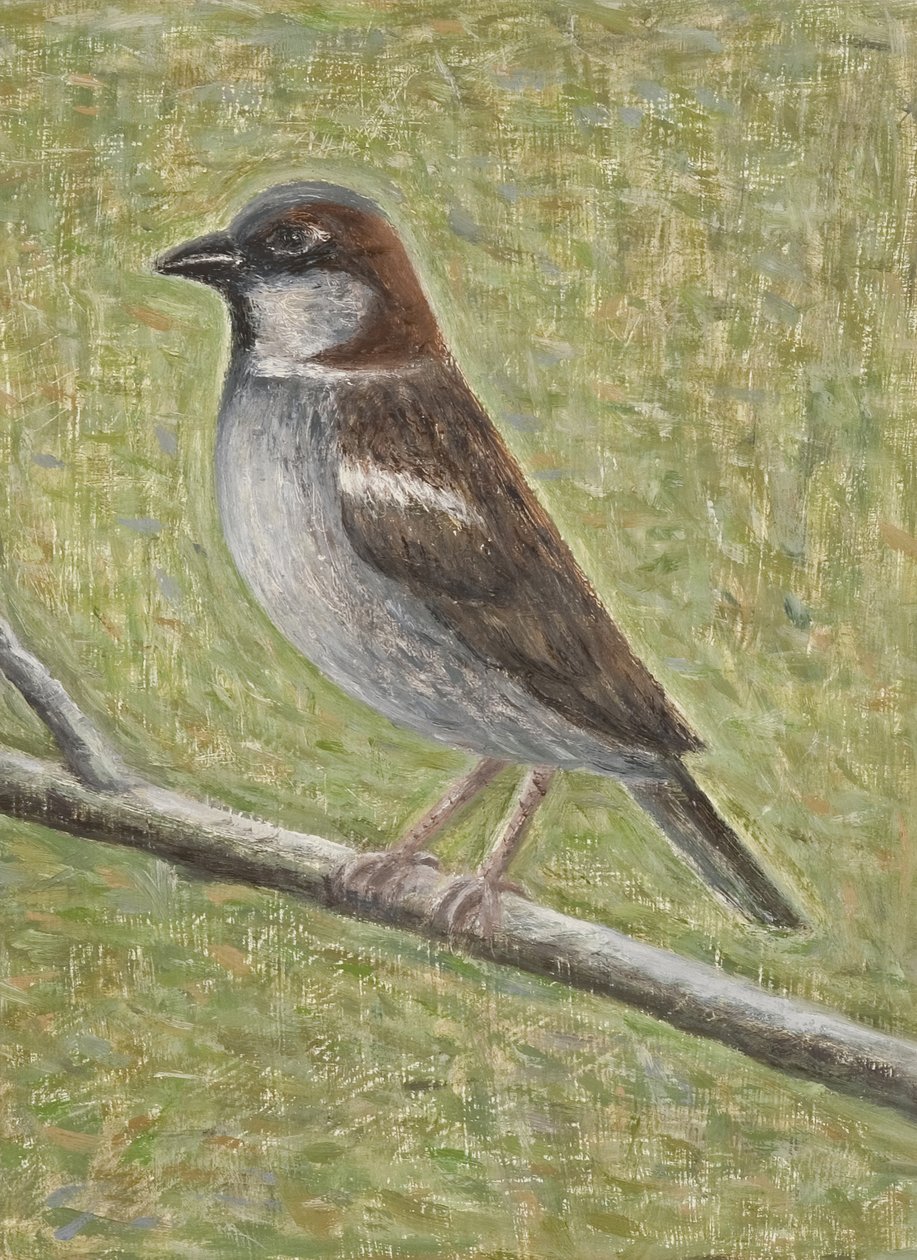 Házi veréb, 2008 (olaj, fa) alkotó: Ruth Addinall