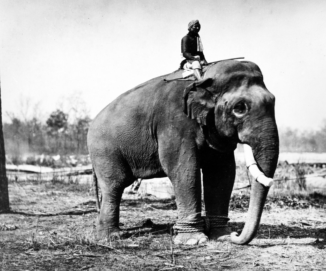 Jung Pershad, Sir Jang Bahadur maharadzsa legnagyobb harci elefántja, 1876 alkotó: S. and Shepherd, C. Bourne