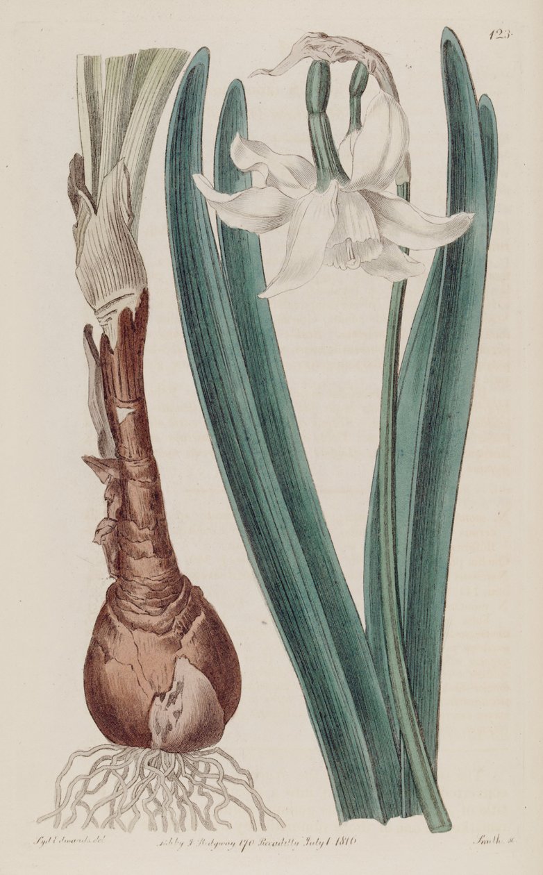 Narcissus × poculiformis, mint Narcissus montanus alkotó: S. Edwards