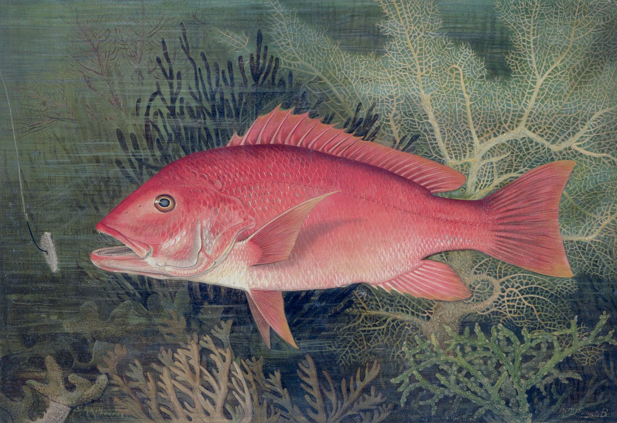 Red Snapper, az 1878-ban megjelent "Game Fishes of the United States" című kötetből (kromolito) alkotó: S.A. Kilbourne