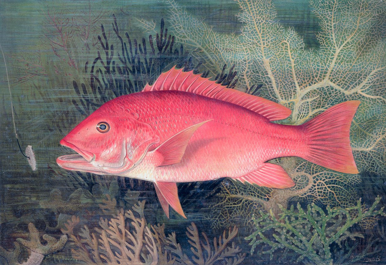 Red Snapper, 1878 alkotó: SA Kilourne