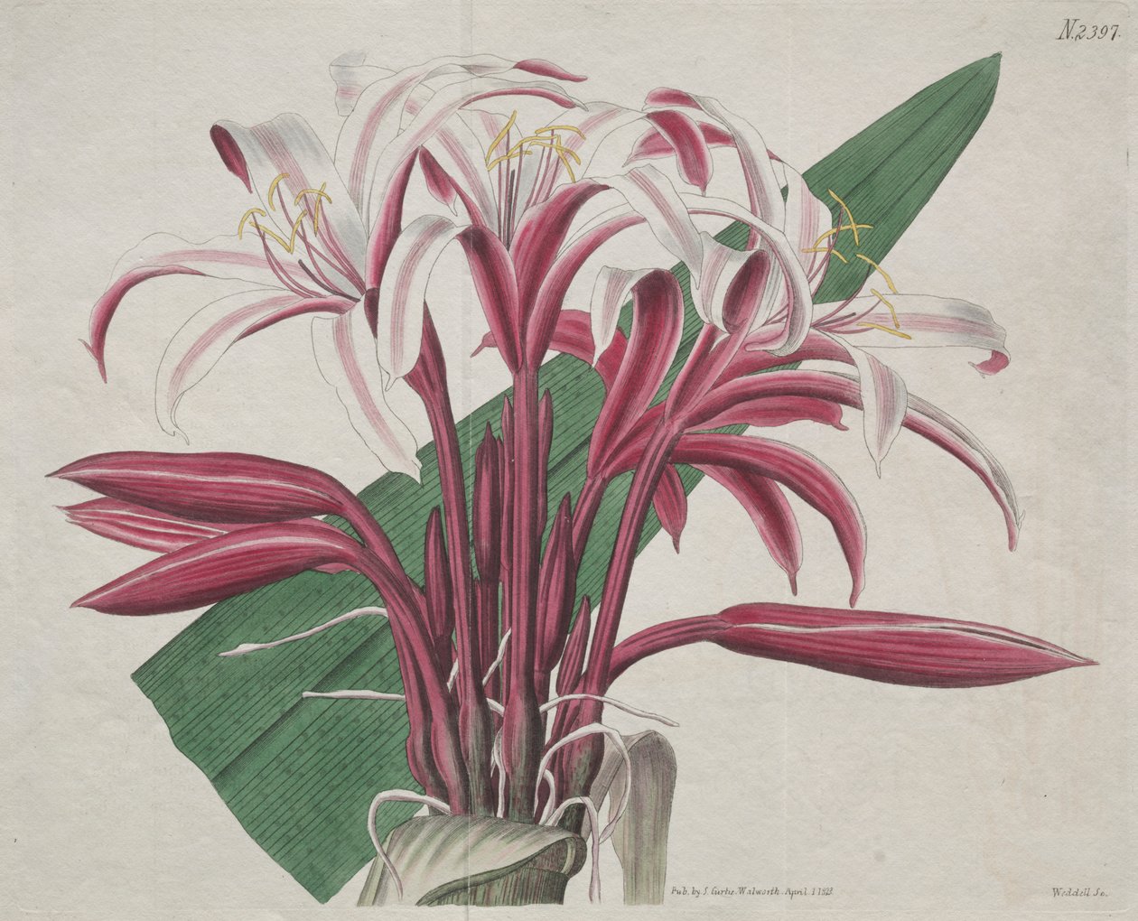 A Botanikai Magazin vagy a Virágoskert Megjelenítve: Stately Crinum alkotó: S. Curtis