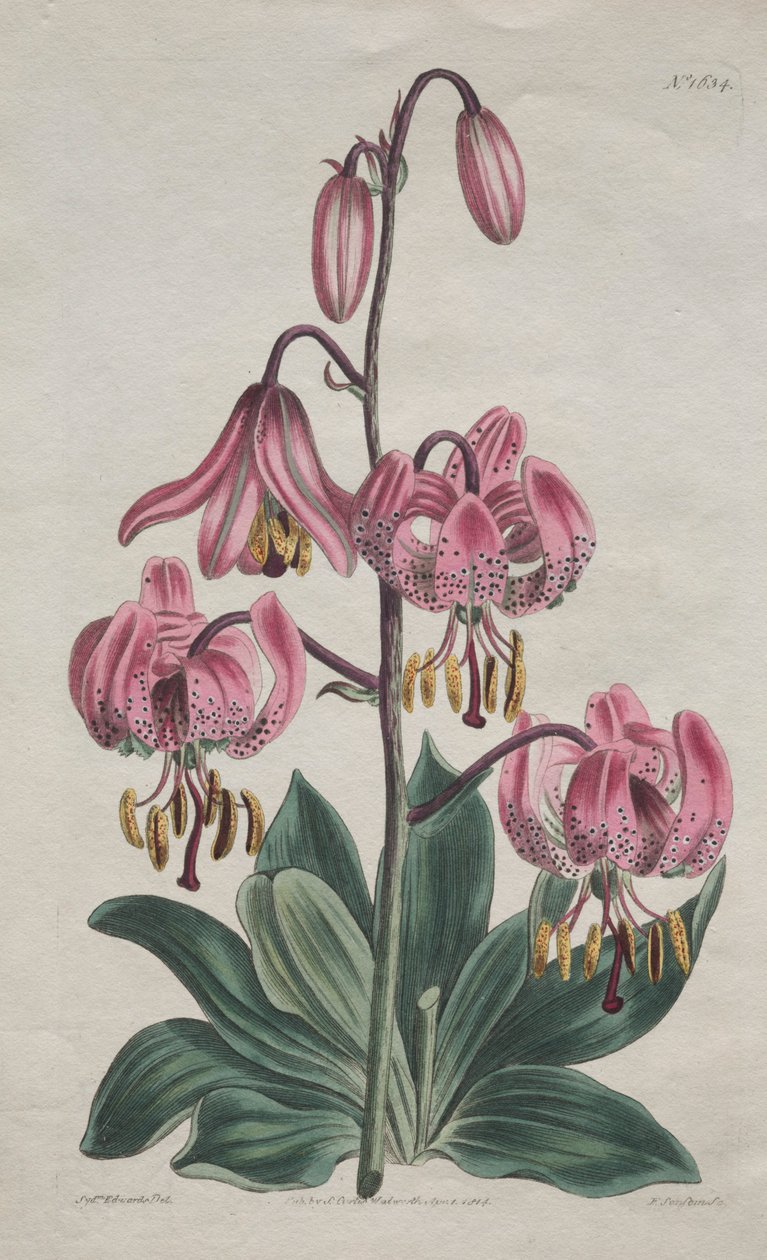 A Botanikai Magazin vagy a Virágoskert Kiállítva... Töröksapkás liliom, 1814. alkotó: S. Curtis