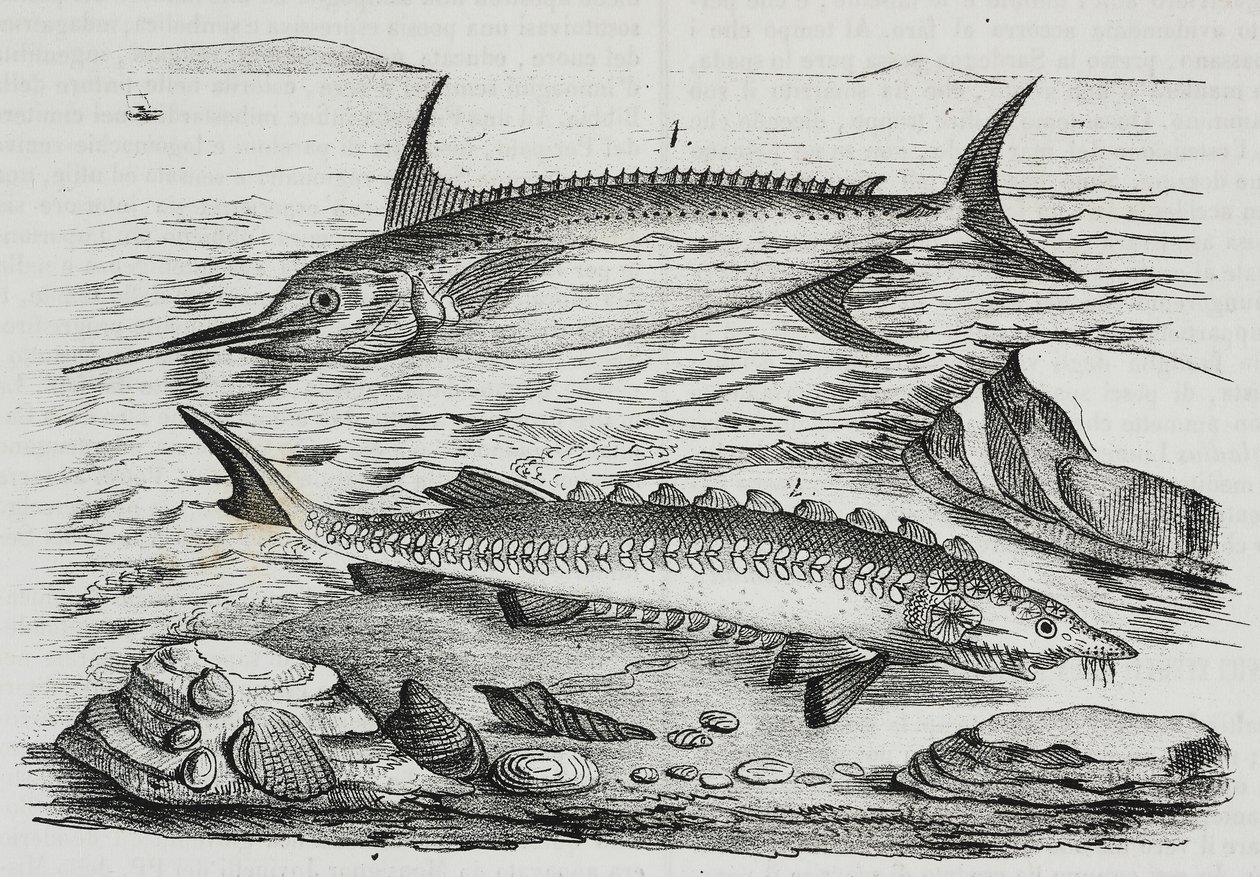1 kardhal (Xiphias gladius), 2 tokhal (Acipenser sturio), Salvatore Puglia litográfiája a Poliorama Pittoresco-ból, n. 10, október 16. alkotó: Salvatore Puglia