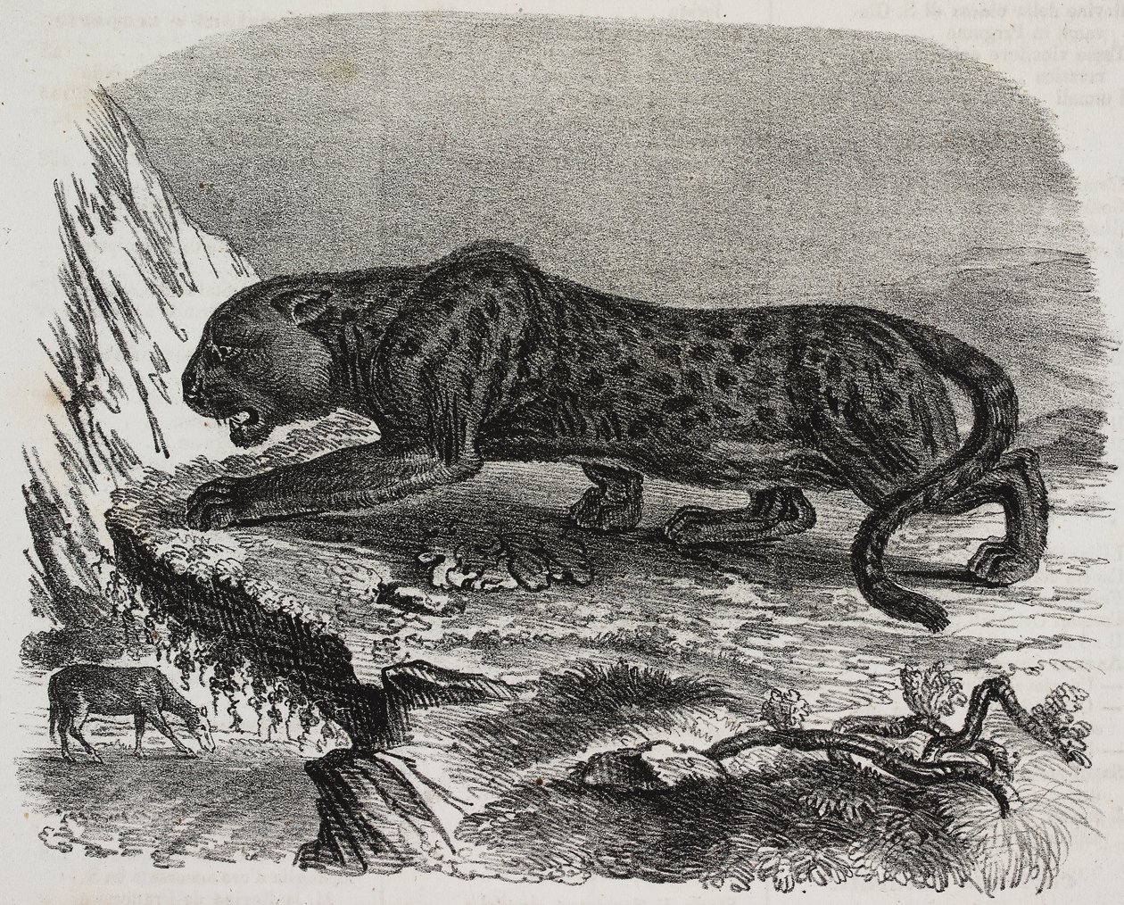 Fekete Párduc a Jardin des Plantes-ban, Párizs botanikus kertjében, Franciaország, Salvatore Puglia litográfiája a Poliorama Pittorescoból, n. 26, február 4. alkotó: Salvatore Puglia