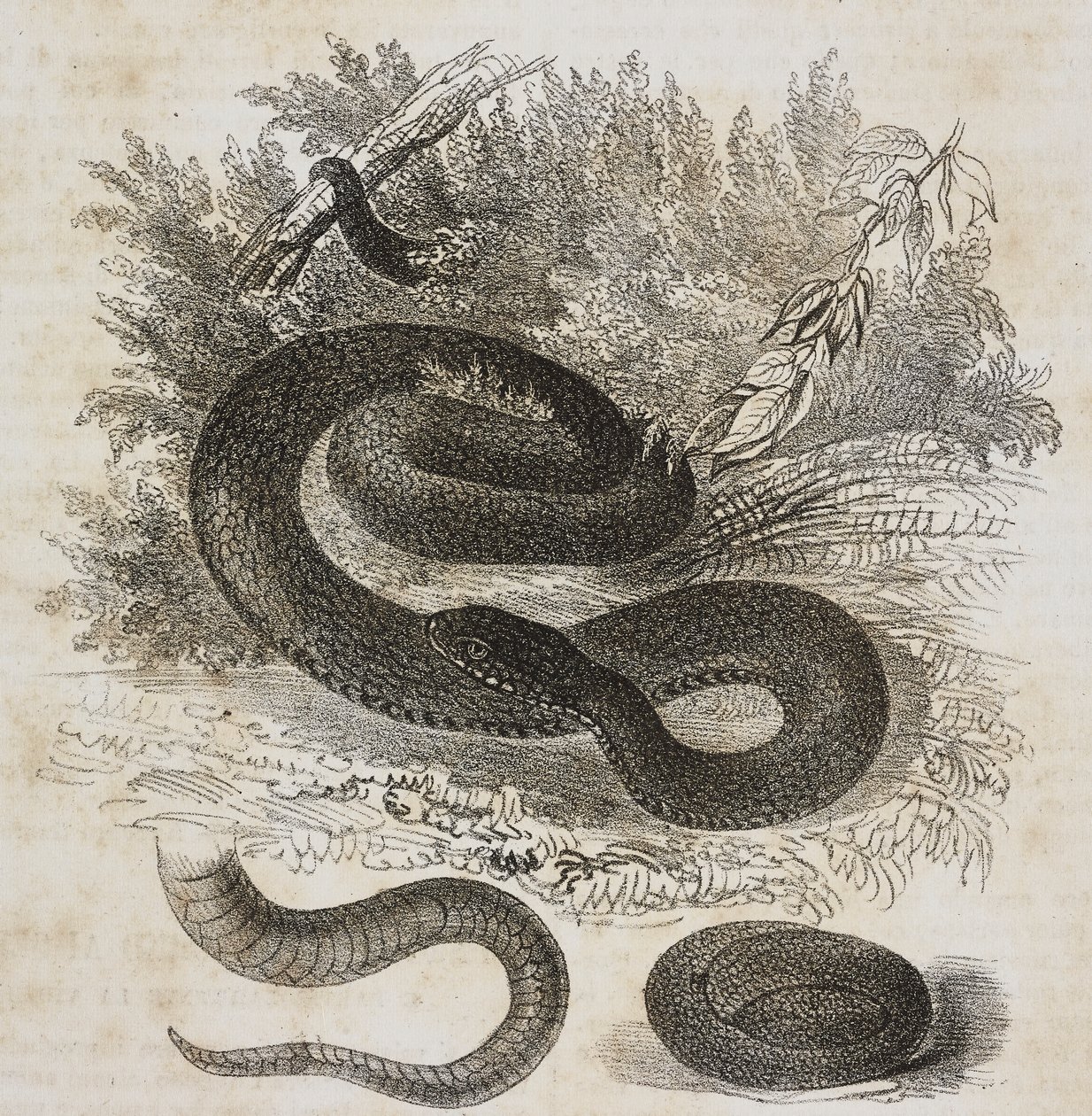 A közönséges vipera fekete változata, farka és kis vipera, mint az anyaméhben, Salvatore Puglia litográfiája a Poliorama Pittoresco-tól, február 8., 27. alkotó: Salvatore Puglia