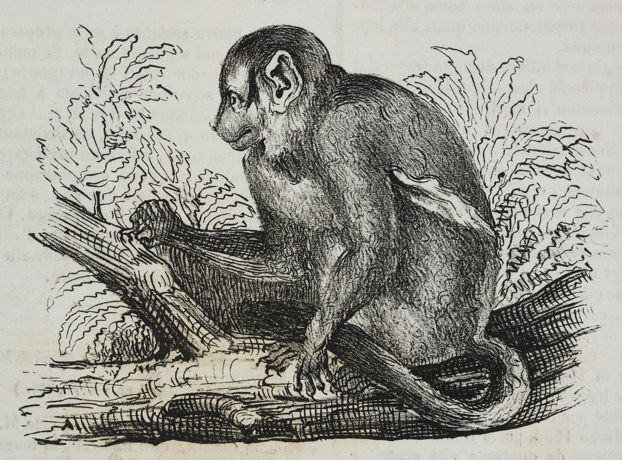 Éjszakai majom douroucoulis (Aotus trivirgatus), Salvatore Puglia litográfiája, Poliorama Pittoresco, 46. szám, június 25. alkotó: Salvatore Puglia