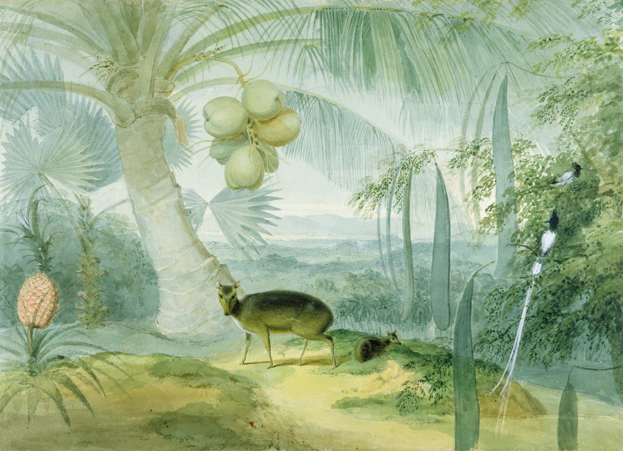 Táj Ceylonban ugató szarvassal és őzzel, valamint egy pár paradicsomi légyfogóval, 1808-11 alkotó: Samuel Daniell