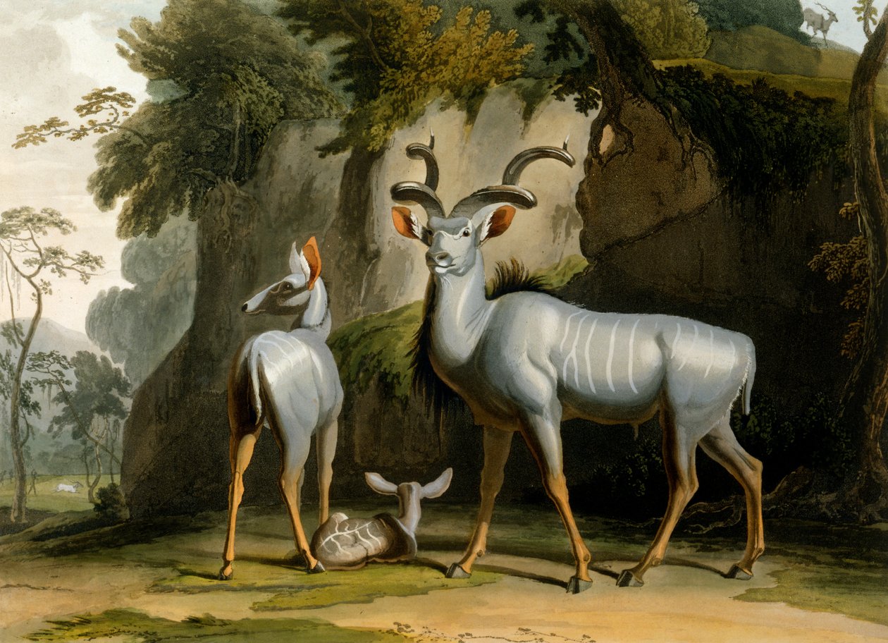 A Koodoo, 1804 alkotó: Samuel Daniell