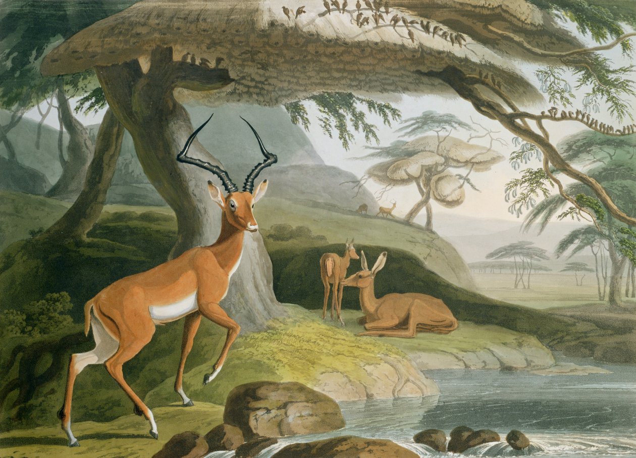 A Pallah, 9. tábla az „Afrikai tájak és állatok”-ból, a művész által metszett, 1804 (színes akvatinta) alkotó: Samuel Daniell