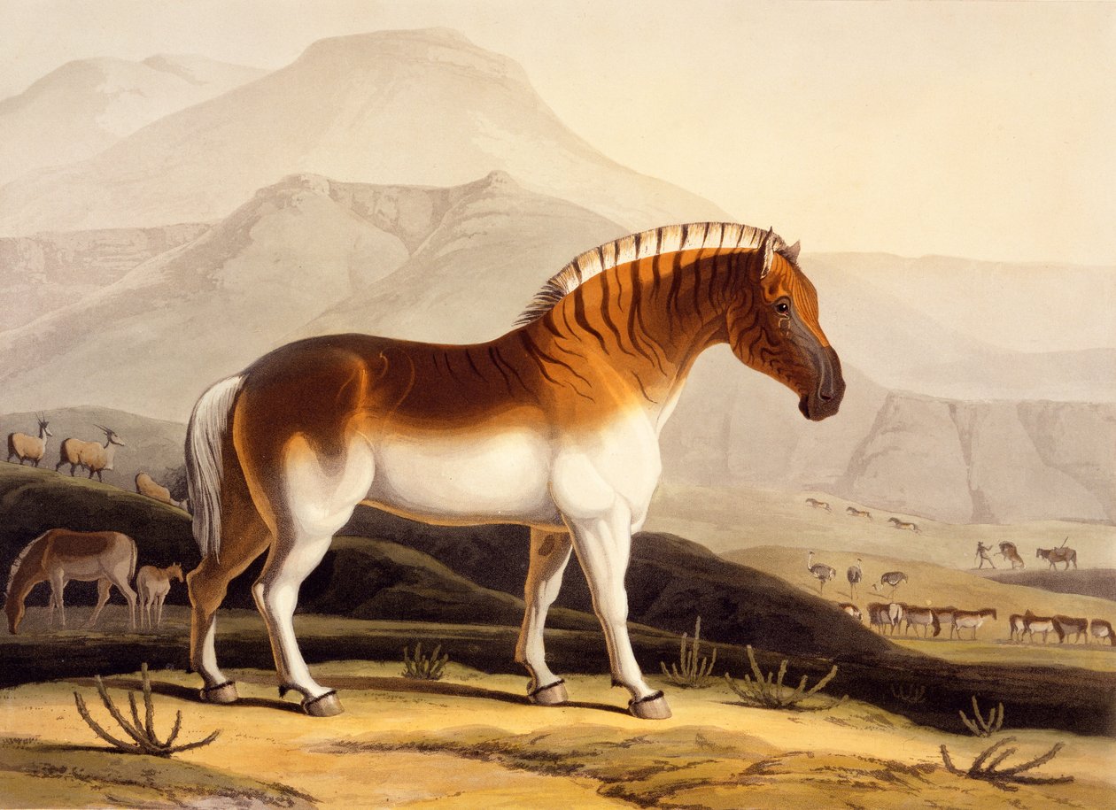 A Quahkah az „Afrikai tájak és állatok” című filmből, 1804-05 alkotó: Samuel Daniell