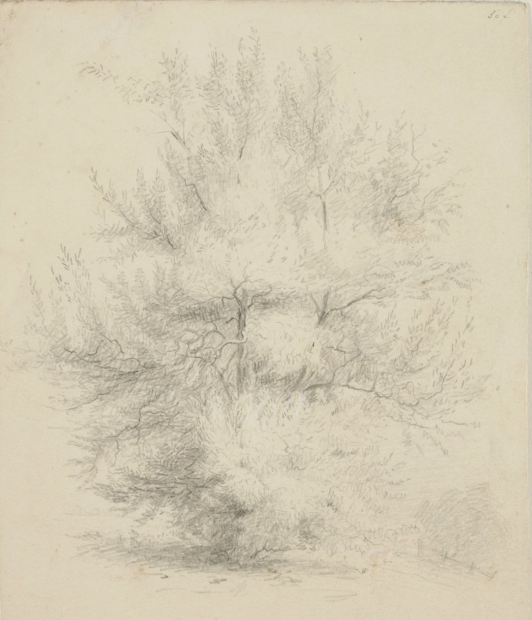 Egy fa rajza alkotó: Samuel Finley Breese Morse