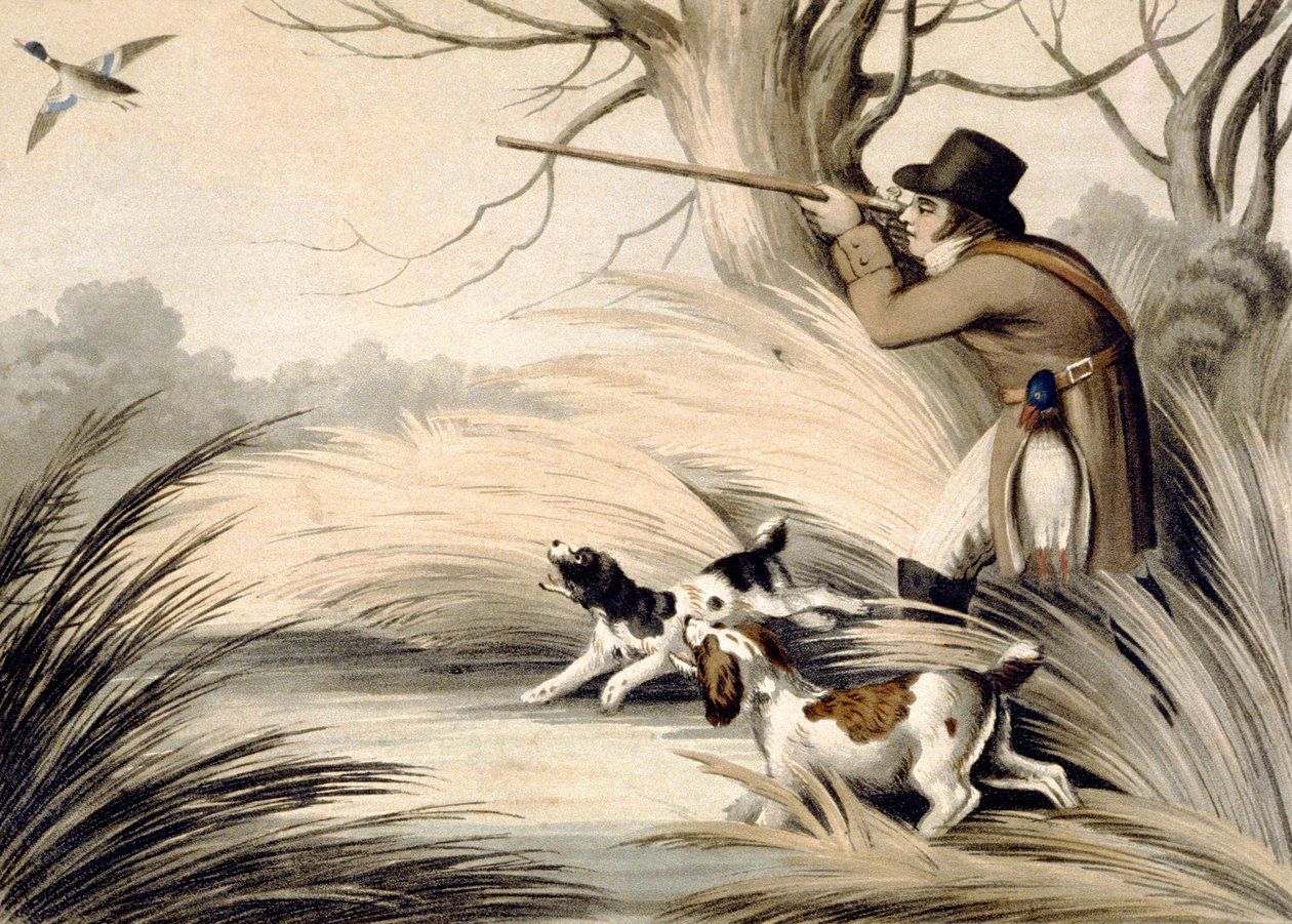 Lövőkacsa, metszett H. Merke, 1809 körül (színes litó) alkotó: Samuel (after) Howitt