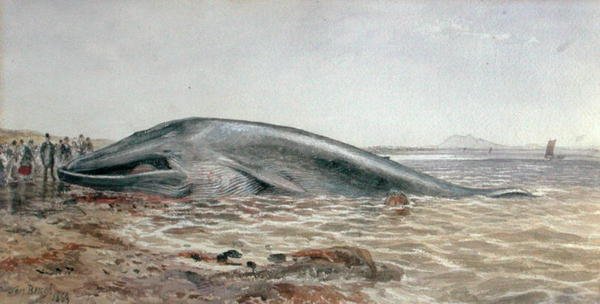 Az Aberlady-bálna, a Longriddy-öböl alkotó: Samuel Bough