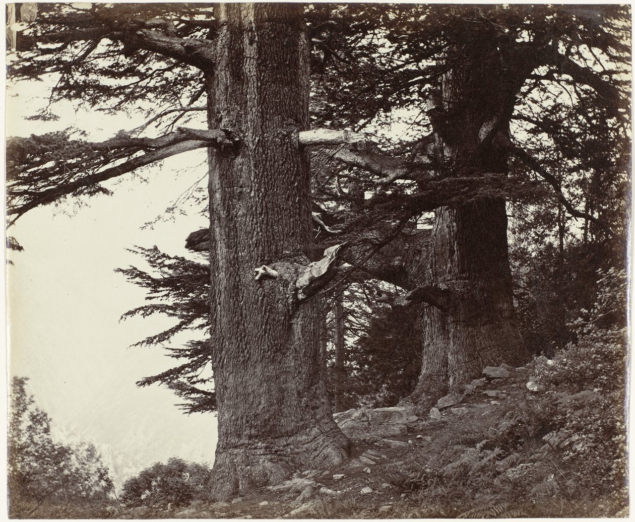 Twee cederbomen, Himachal Pradesh Deoddars 35 láb és 37 láb kerületű (eredeti cím) alkotó: Samuel Bourne (attributed to)