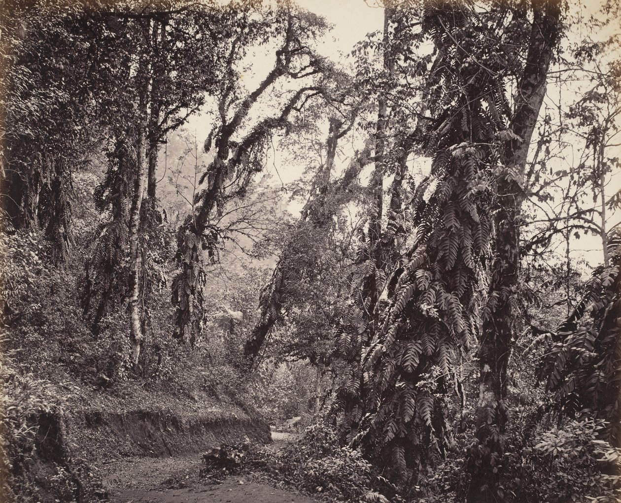 Darjeeling, Erdei jelenet kúszónövényekkel, a Tukvar úttal alkotó: Samuel Bourne