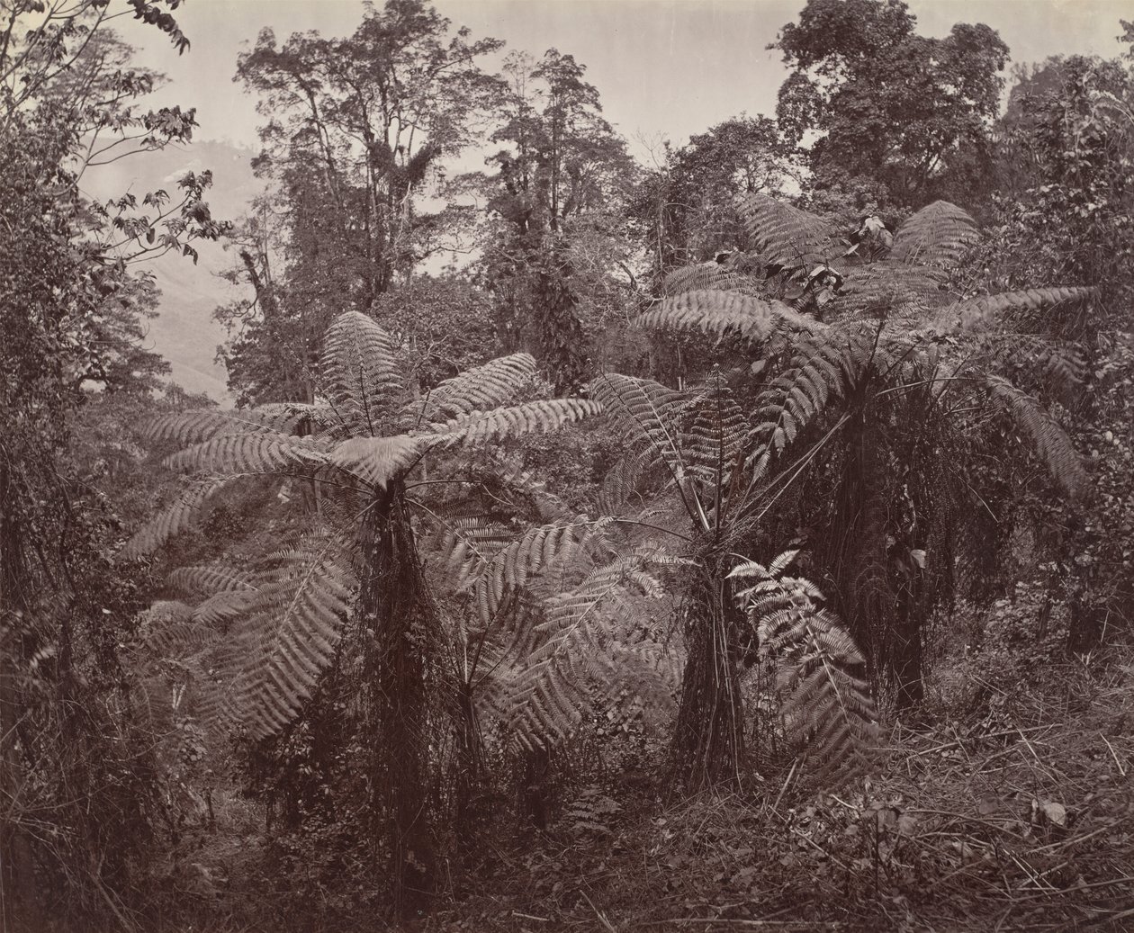 Darjeeling, páfrányok csoportja Lebongban alkotó: Samuel Bourne