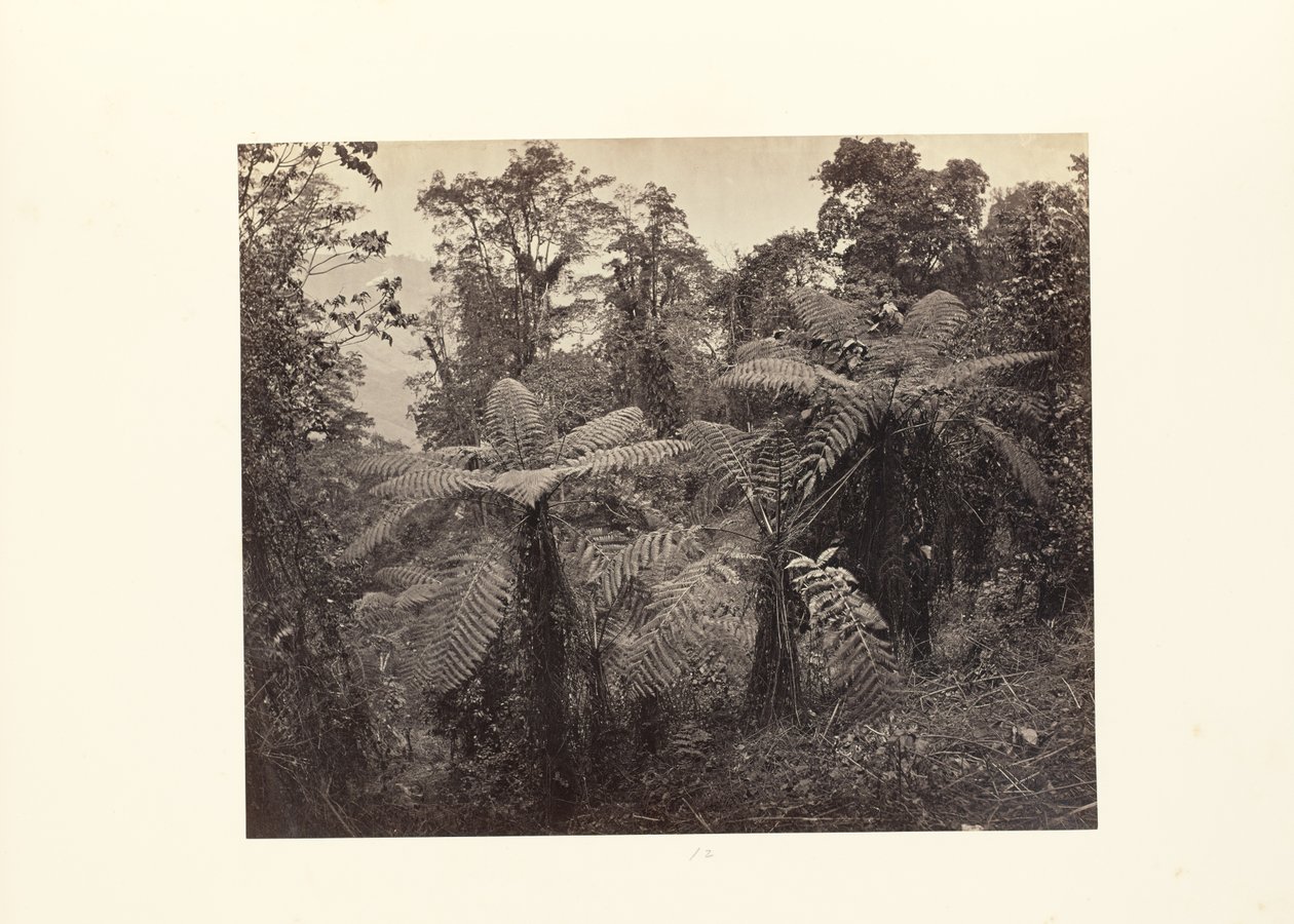 Darjeeling; Fapáfrányfenyő csoport Lebongnál alkotó: Samuel Bourne