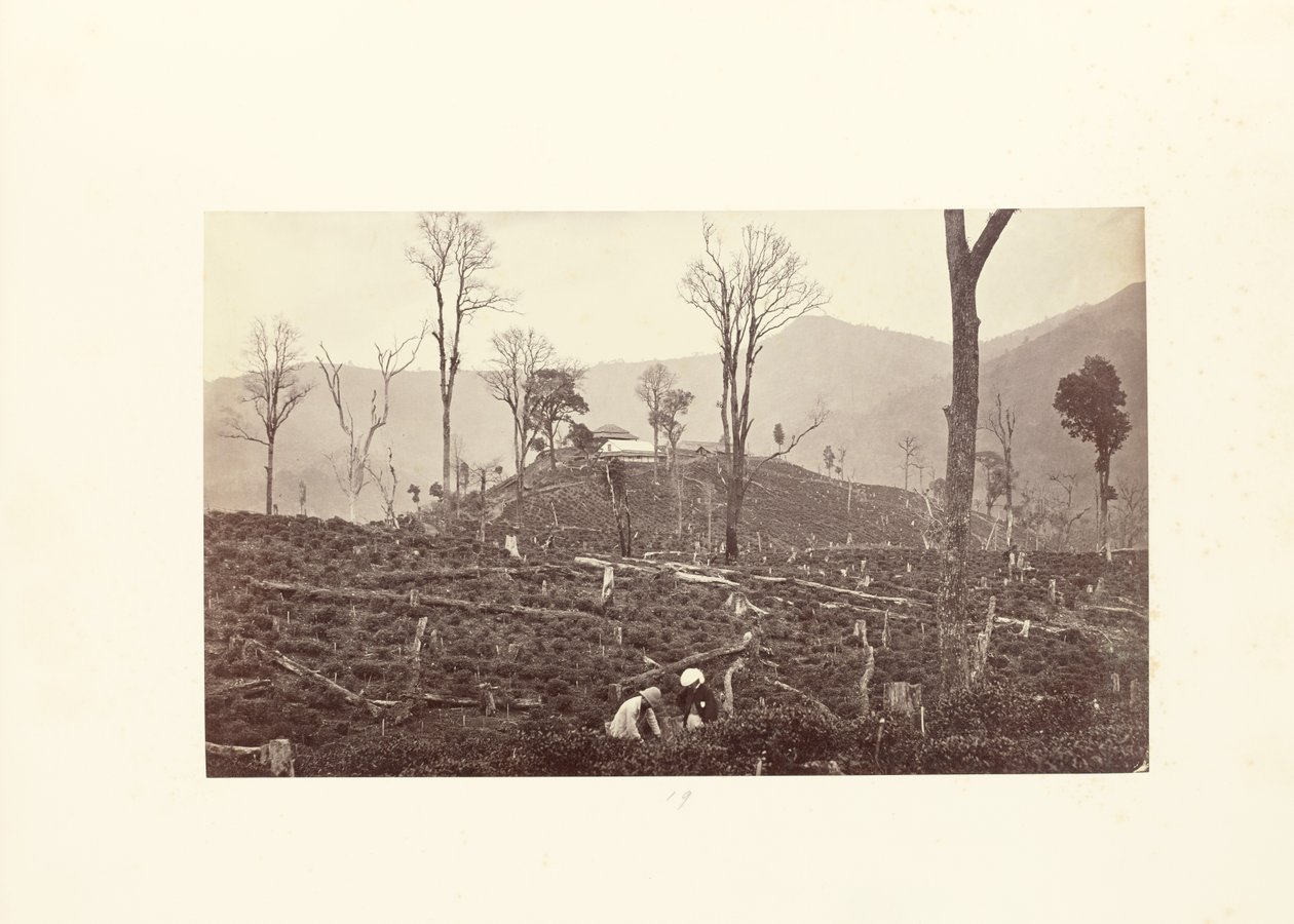 Darjeeling; Kilátás a Selim teabirtokra, a felső gyárral és bungalóval alkotó: Samuel Bourne
