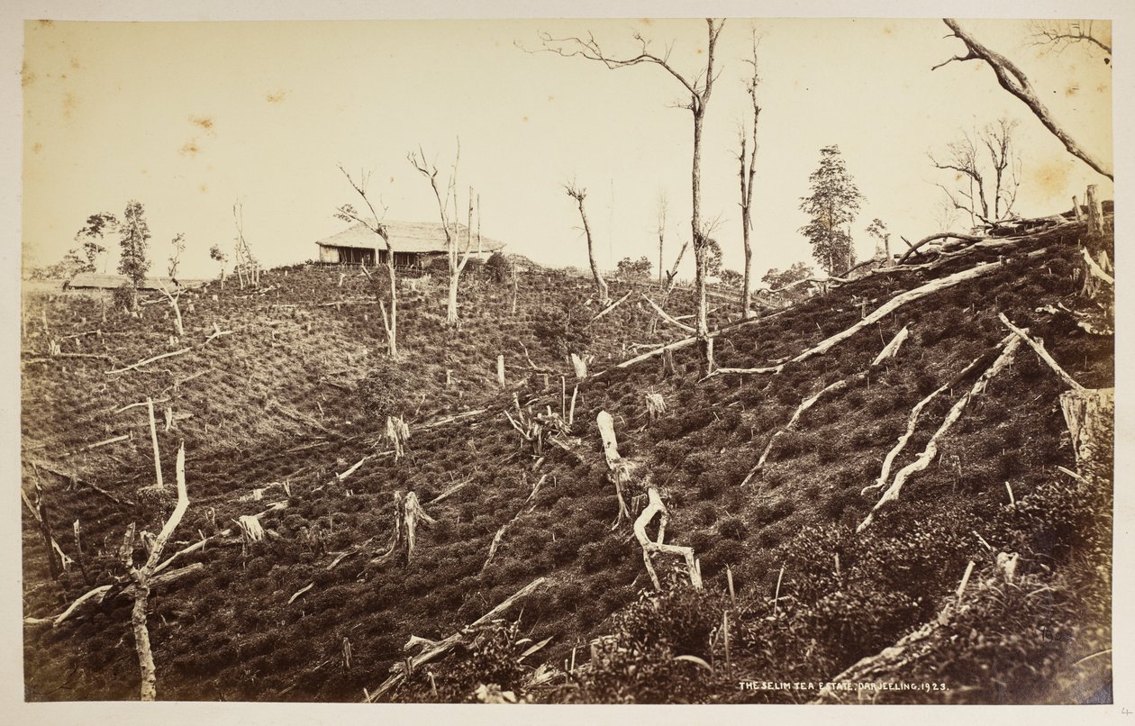 A Selim Tea Estate, Darjeeling,  a "Views of Darjeeling"-ből,  1860-1880,  (f/w fotó) alkotó: Samuel Bourne