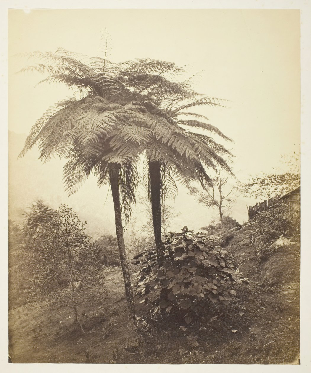 A páfrány, díjfotó, 1863. alkotó: Samuel Bourne