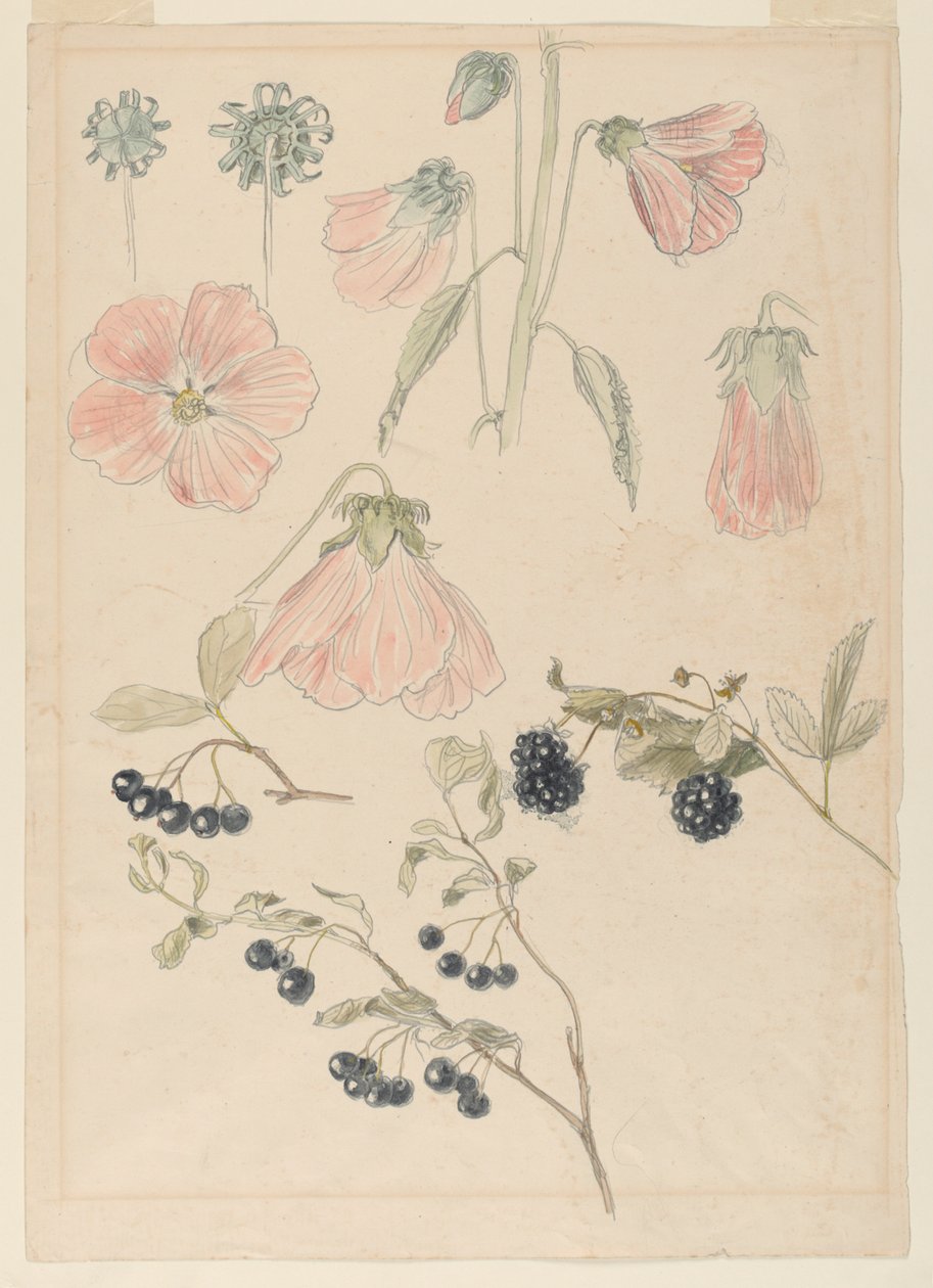 Botanikai részlettanulmányok: Hollyhocks, Blueberry és Blackberry alkotó: Samuel Colman