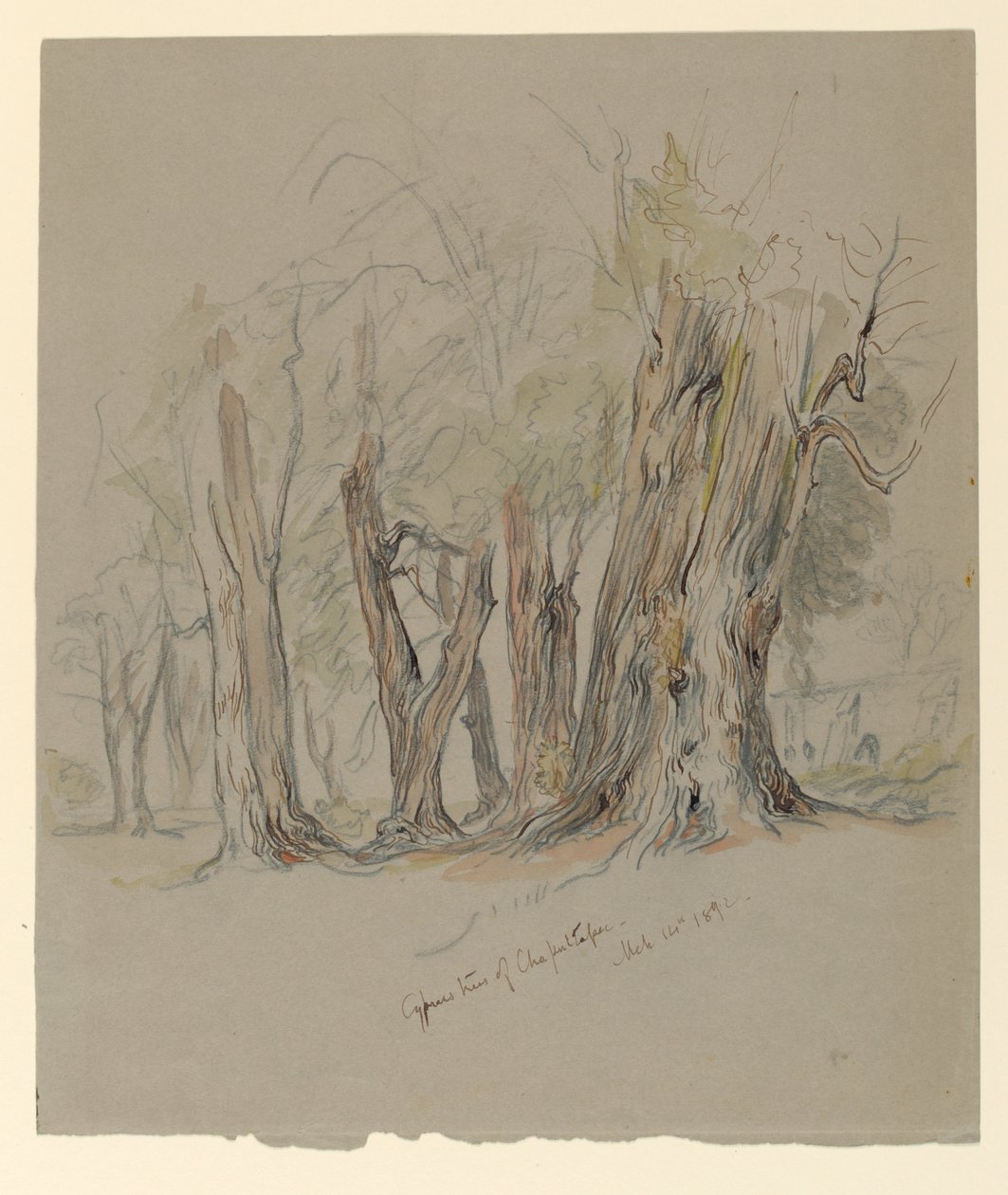 Chapultepec ciprusfák, Mexikó alkotó: Samuel Colman