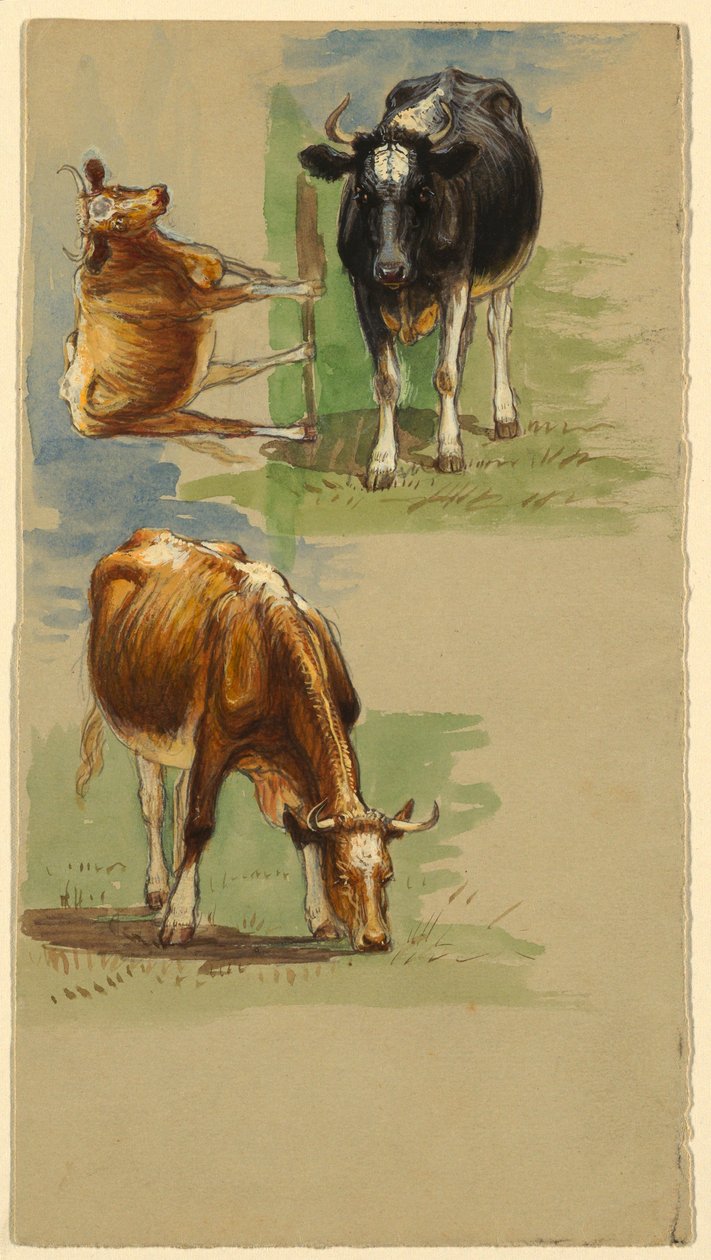 Rajz, szarvasmarha, ökrök, 1875-80 alkotó: Samuel Colman