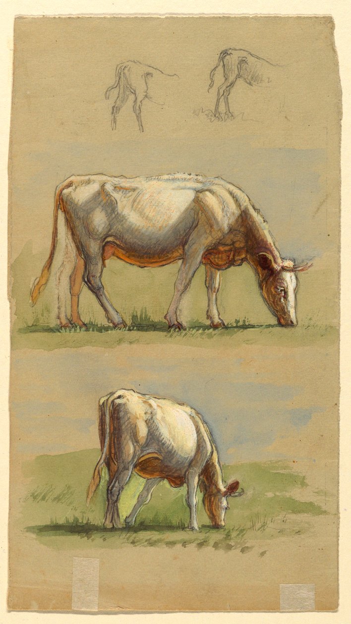 Rajz, Szarvasmarha, két legelésző tehén és borjak háta, 1875-80 alkotó: Samuel Colman