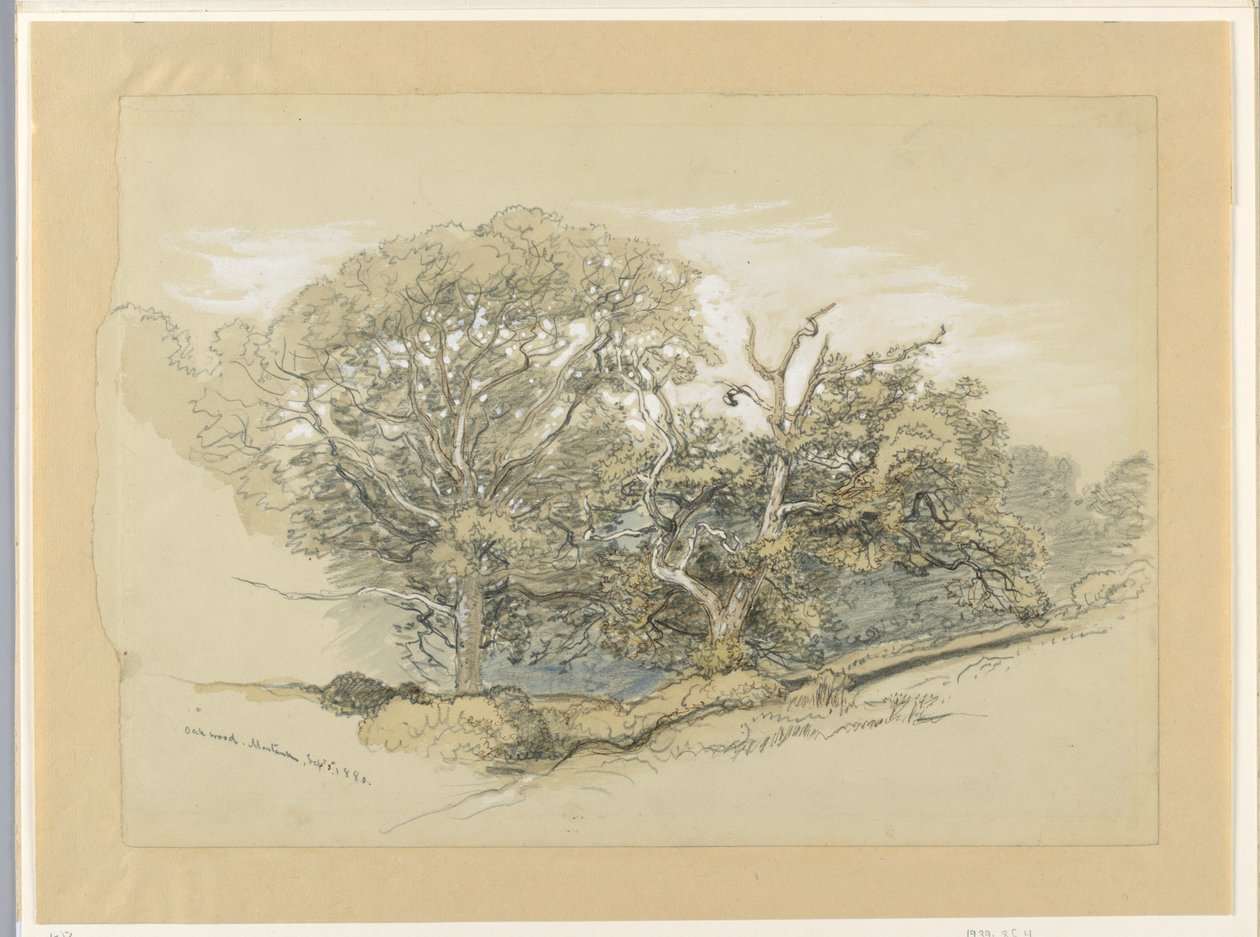 Rajz, Oak Wood, Montauk, New York, 1880. szeptember 8. alkotó: Samuel Colman