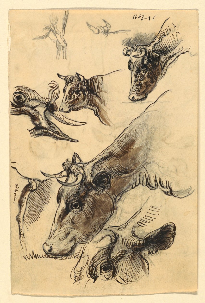 Rajz, vázlatok. Szarvasmarha, Irvington, 1876. szeptember alkotó: Samuel Colman