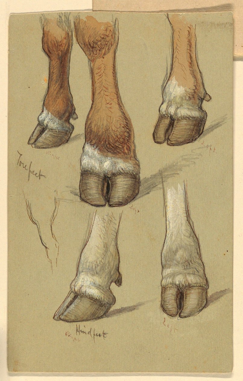 Rajz, Tanulmányok szarvasmarha után, 1871 alkotó: Samuel Colman