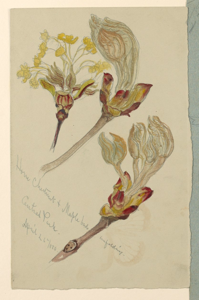 Rajz, tanulmányok. Gesztenye és juhar rügyek kibontakozása, Central Park, N.Y.C., 1880. április 26. alkotó: Samuel Colman