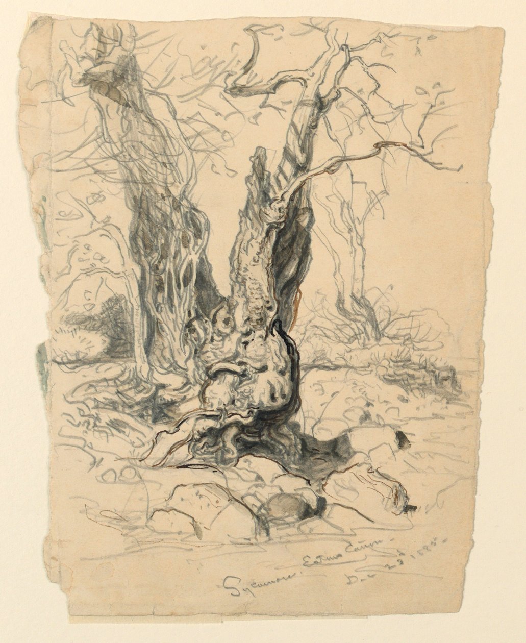 Rajz, tanulmányok. Fák, 1885. december 23. alkotó: Samuel Colman