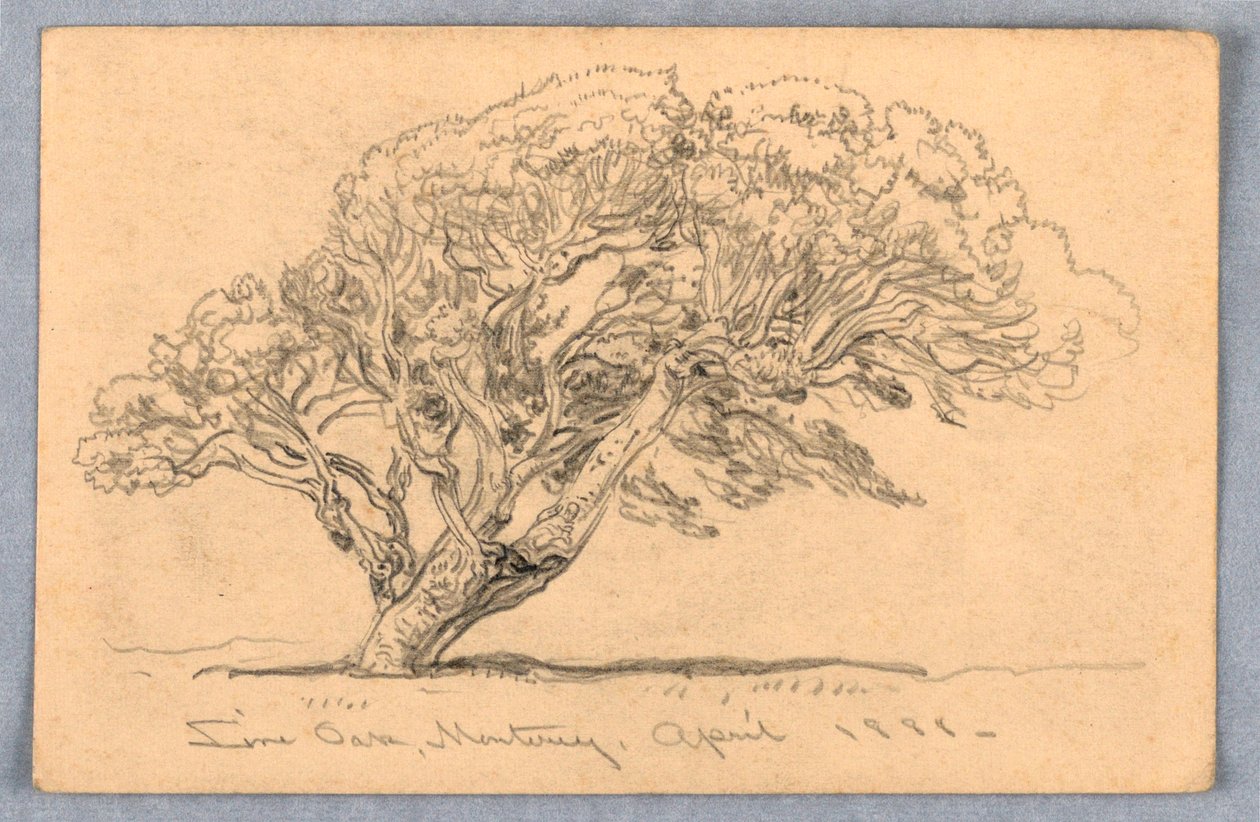 Rajz, tanulmányok. Fák, Santa Barbara, Kalifornia, 1888 alkotó: Samuel Colman