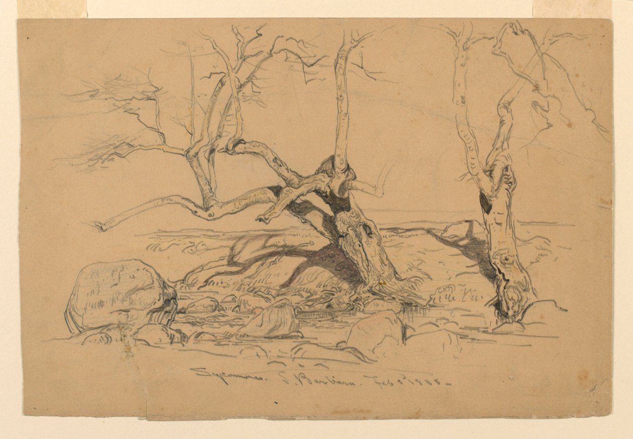 Rajz, tanulmányok. Fák, Santa Barbara, Kalifornia, 1888. február 3. alkotó: Samuel Colman