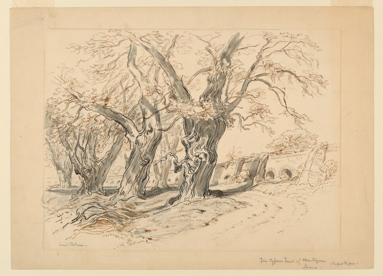 Rajz, tanulmány a Montezuma ciprusfái, Chapultepec park, Mexikó, A Montezuma ciprusfákhoz alkotó: Samuel Colman