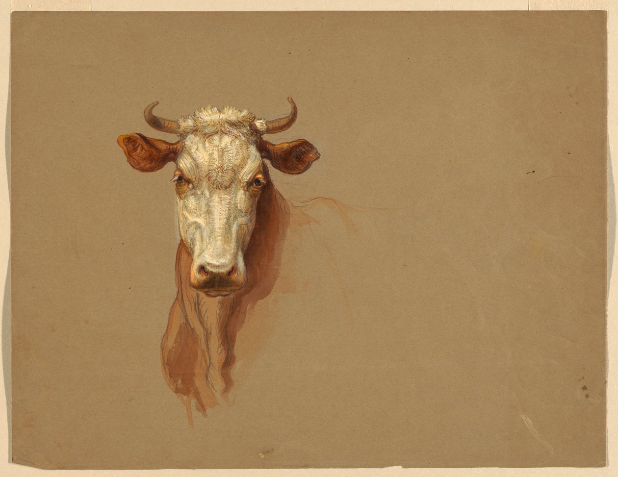 Rajz, Két tanulmány.  Szarvasmarha, 1876 alkotó: Samuel Colman