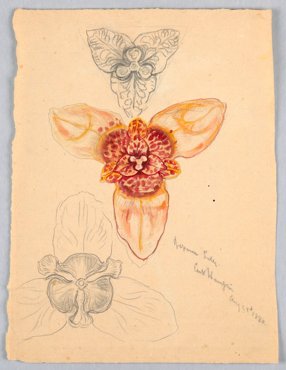 Japán liliom, East Hampton alkotó: Samuel Colman