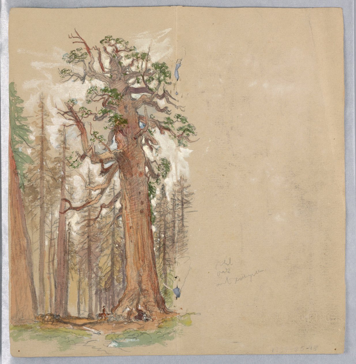 Tölgy és örökzöld alkotó: Samuel Colman